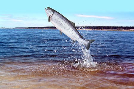 Trans Mountain commits to multi year protection programmes for wild Pacific salmon