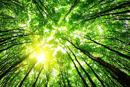 Wood Mackenzie: Five key takeaways from COP30